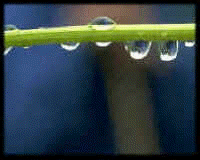 leaf.jpg