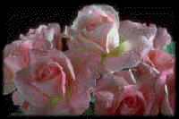 roses.jpg