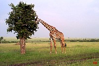 mm_003.jpg