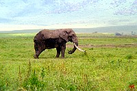 n_003.jpg