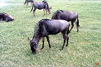 n_007.jpg