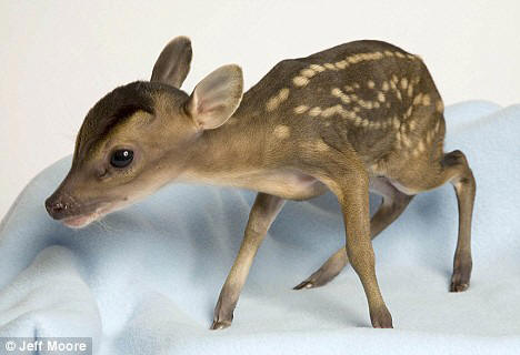 baby deer